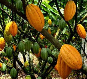 Nota Fiscal Eletronica Produtor Rural Bahia (NFe)