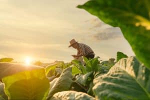 Homem de chapéu conferindo NF produtor rural MG em meio à plantação agrícola.