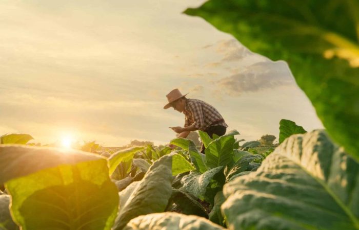 Homem de chapéu conferindo NF produtor rural MG em meio à plantação agrícola.