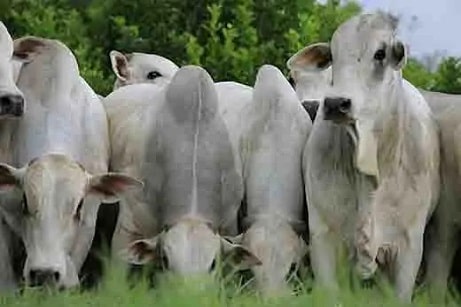 Gado no pasto observando