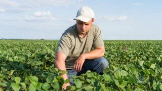 Produtor rural na lavoura de soja
