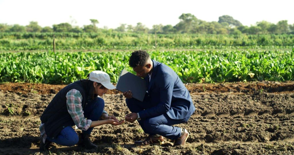 Homem e mulher agachados em plantação, realizando testes de sustentabilidade no agronegócio.