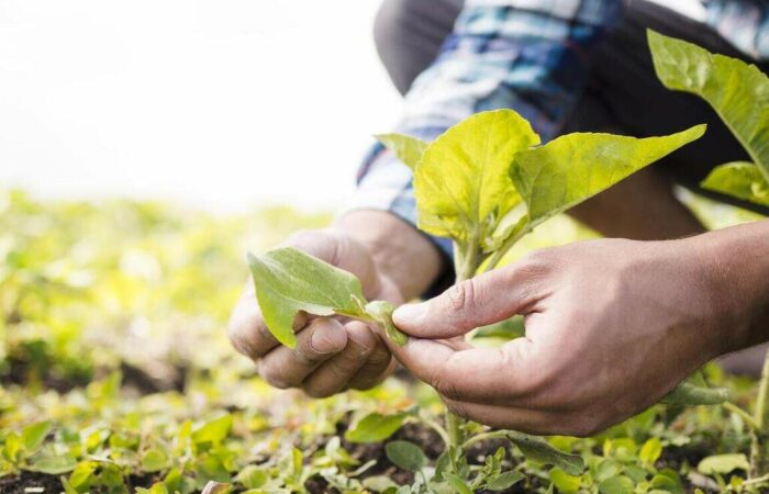 benefícios do produtor rural