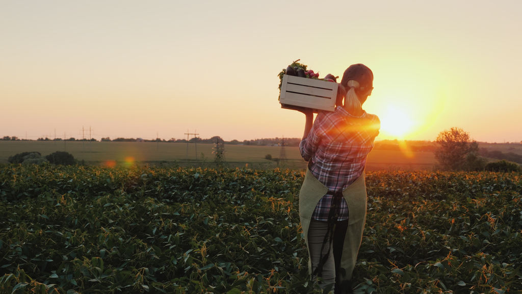 Mulher carregando frutas colhidas numa caixa em seu ombro, ela está em pé numa plantação em área externa rural, simbolizando financiamento rural