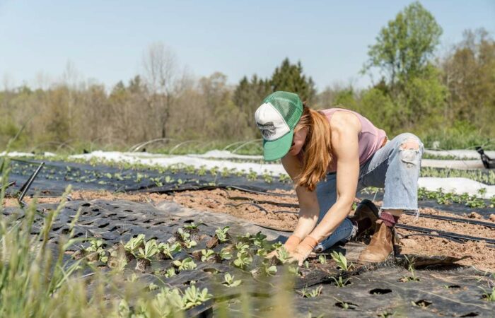 Produtora rural cuidando de mudas em plantação