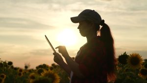 Silhueta de mulher vestindo boné e roupa de flanela, contra o sol em uma plantação de girassóis, utilizando um tablet para gestão rural.