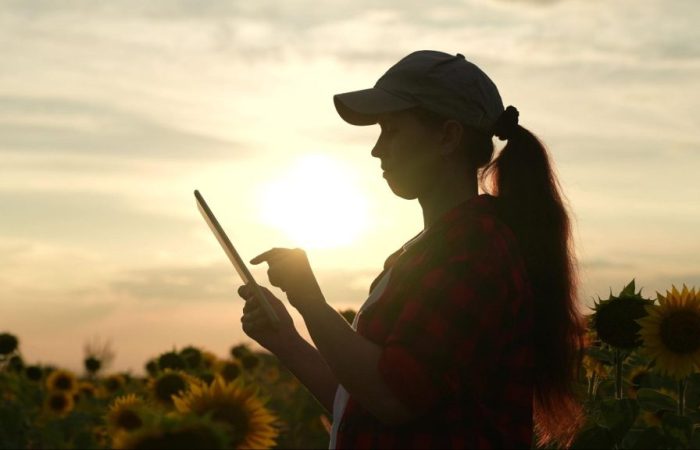 Silhueta de mulher vestindo boné e roupa de flanela, contra o sol em uma plantação de girassóis, utilizando um tablet para gestão rural.