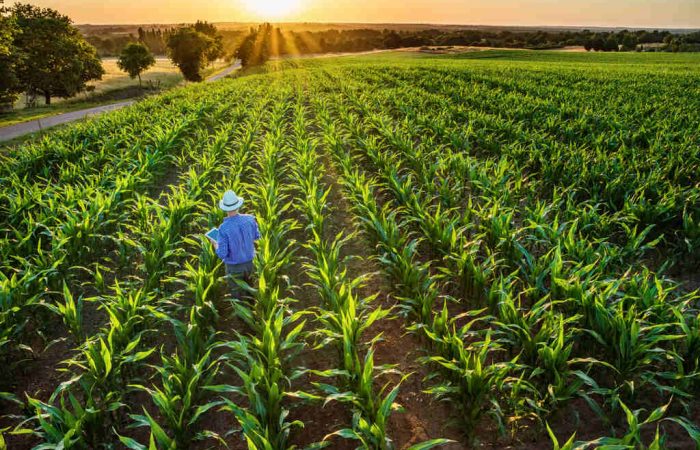 produtor rural em plantação representando o plano safra