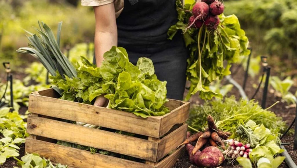 nota fiscal de produtor rural pr