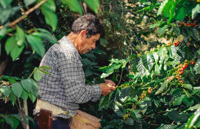 nota fiscal de produtor rural pr