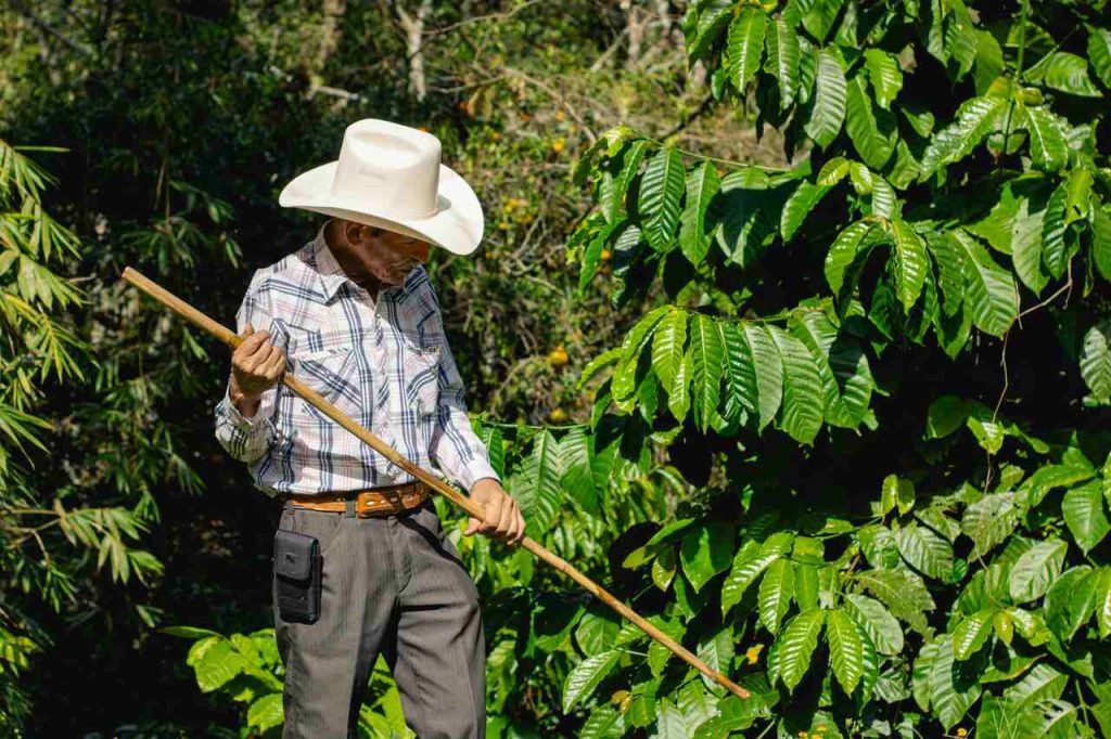 nota fiscal de produtor rural pr