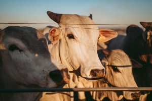 vacas representando a gestão pecuária