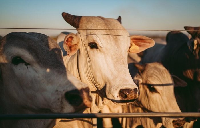 vacas representando a gestão pecuária