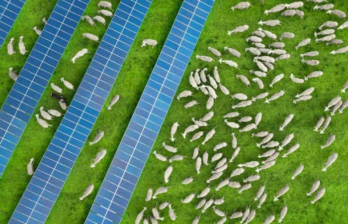 gado em plantação, representando a agricultura 4.0
