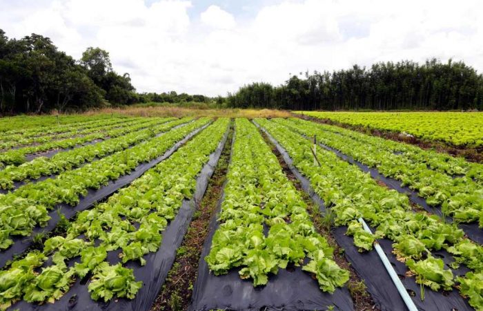 plantação de agricultura familiar