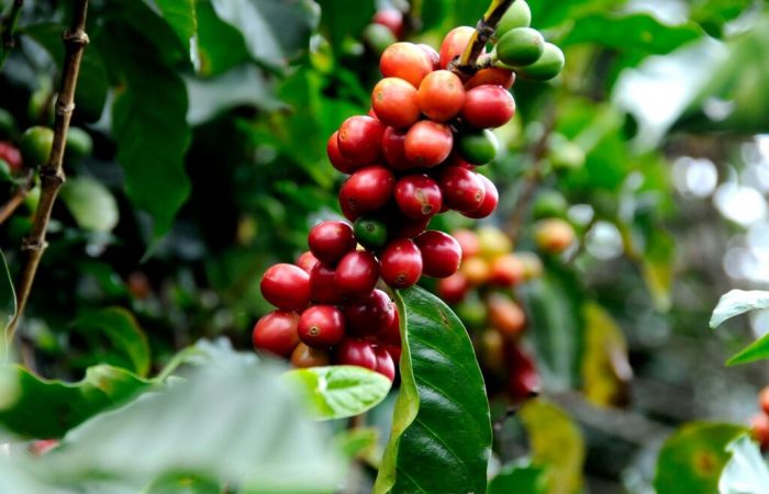 plantação de café