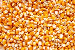 grãos de milho, uma das principais commodities agrícolas