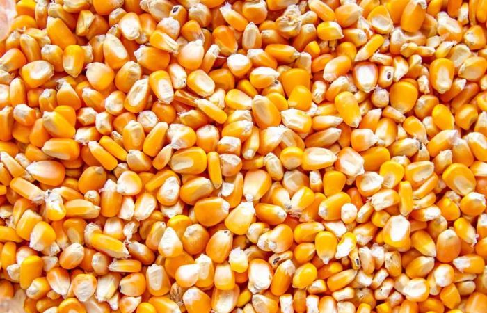 grãos de milho, uma das principais commodities agrícolas