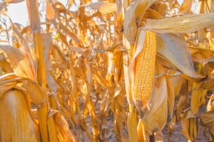 plantação representando a tributação do milho