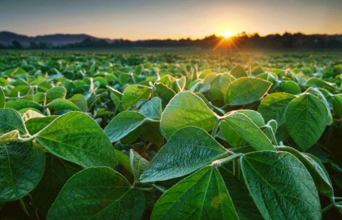 Plantação de soja com foco nas folhas verdes das plantas.