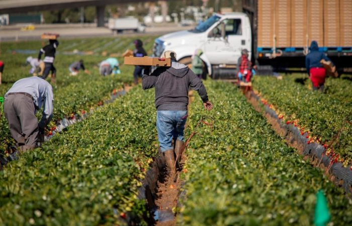 Pessoa trabalhando em meio a uma safra de morangos, com um caminhão de transportes ao fundo.