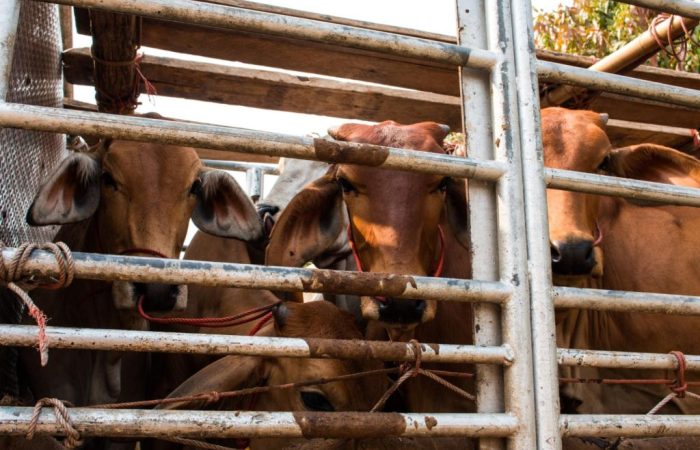 Cabeças de gado reunidos em veículo de transporte animal.