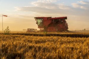 Máquina agrícola sendo utilizada em campo de plantio de trigo.