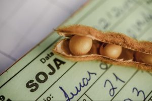 Detalhe de grãos de soja em cima de documento de auditoria fiscal rural.