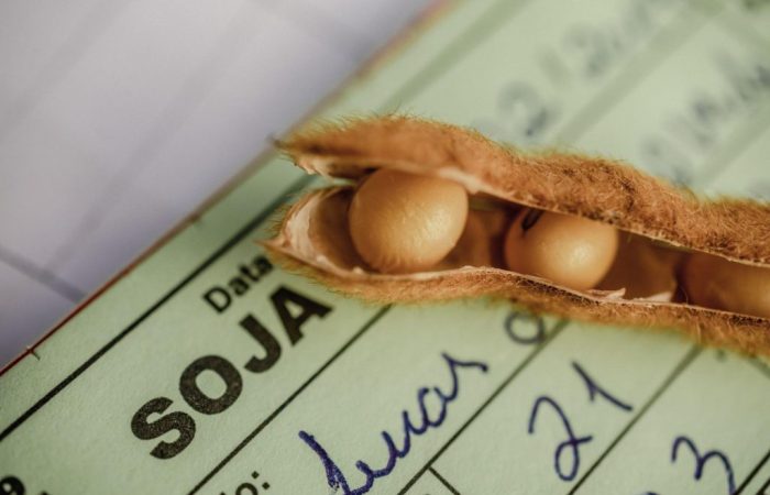 Detalhe de grãos de soja em cima de documento de auditoria fiscal rural.