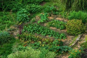 Imagem com visão isométrica de plantação com agricultura regenerativa.