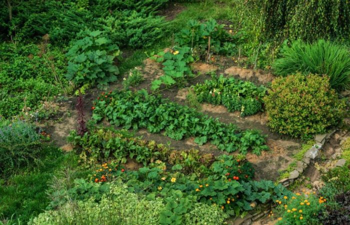 Imagem com visão isométrica de plantação com agricultura regenerativa.