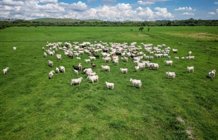Cabeças de gado em pasto, representando agronegócio e agropecuária.